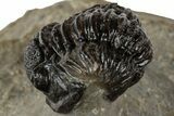 Enrolled Gerastos Trilobite Fossil - Morocco #311239-1